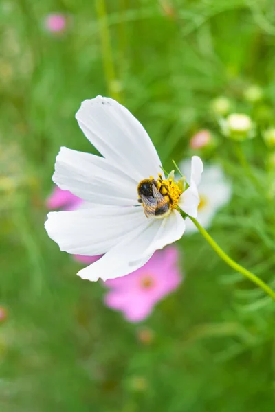Bumblebee sentado en una margarita blanca de cerca Imagen de archivo