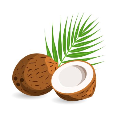 Coconut with half and palm leaves. Isolated on white background. Vector illustration. EPS10. clipart