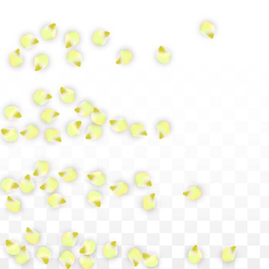 Saydam arka plan üzerine düşen vektör gerçekçi pembe yaprakları. Bahar romantik çiçek illüstrasyon. Uçan yaprakları. Sakura Spa tasarım. Çiçeği konfeti.