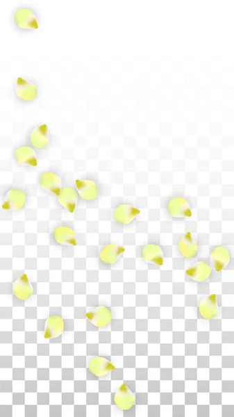กลีบสีชมพูที่สมจริงของเวกเตอร์ ตกอยู่บนพื้นหลังที่โปร่งใส ภาพประกอบดอกไม้โรแมนติกฤดูใบไม้ผลิ กลีบบิน ซากุระ สปา ดีไซน์ บลูมมิ่ง คอนเฟ็ตติ . — ภาพเวกเตอร์สต็อก