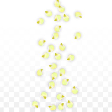 Saydam arka plan üzerine düşen vektör gerçekçi pembe yaprakları. Bahar romantik çiçek illüstrasyon. Uçan yaprakları. Sakura Spa tasarım. Çiçeği konfeti.