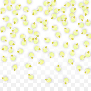 Saydam arka plan üzerine düşen vektör gerçekçi pembe yaprakları. Bahar romantik çiçek illüstrasyon. Uçan yaprakları. Sakura Spa tasarım. Çiçeği konfeti.