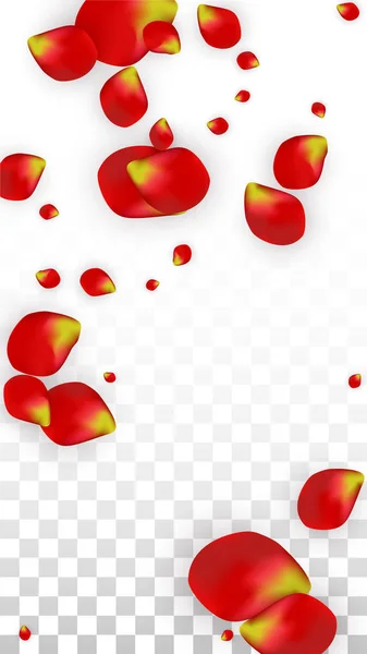 Vector realistische rode roos bloemblaadjes vallen op transparante Backgrou — Stockvector