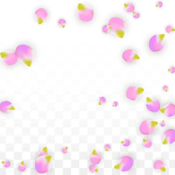 Vector Realistic Pink Petals Falling on Transparent Background. — Stock Vector