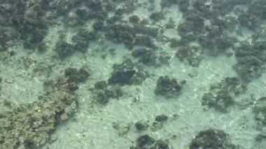 Denizde mantarraya