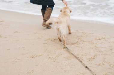köpeği kumsalda yürür