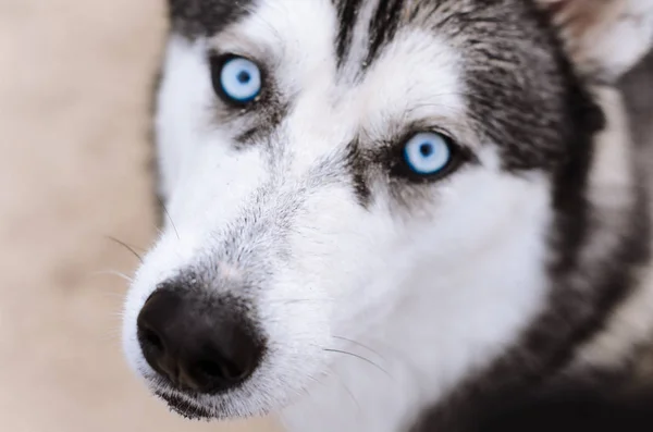 Husky Vypadá Očích Modrooký Husky — Stock fotografie