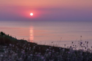 purple sunrise on sea. flowers grow by the sea