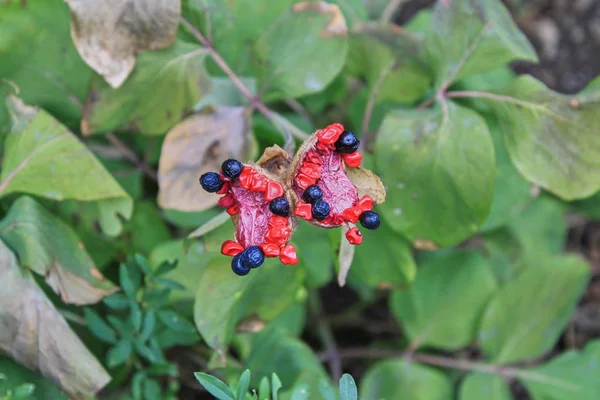 Röda Blommor Med Blåsvarta Bär Bakgrund Grönt Gräs Närbild — Stockfoto