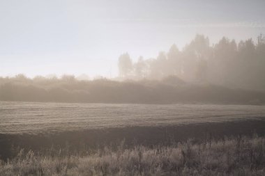 Dawn, sonbaharın puslu sabah. Yumuşak tonları ormanda