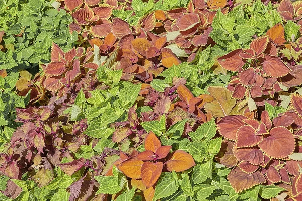 Verde Granate Hojas Rojas Flores Están Entre Crean Hermoso Fondo — Foto de Stock