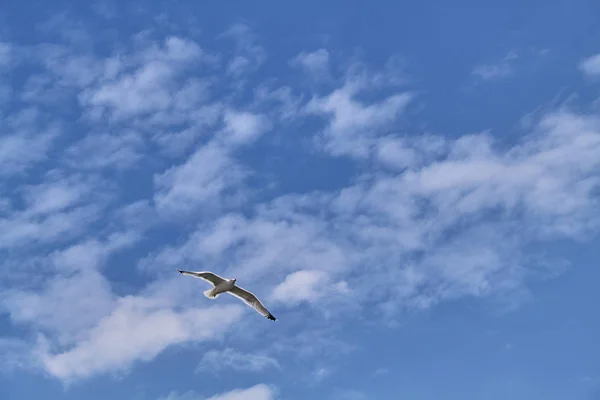 White Seagull Flies Blue Sky Background Clouds — Stockfoto