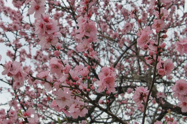 Różowy Cherry Blossoms Wiele Różowe Kwiaty Wypełnić Cały Obraz — Zdjęcie stockowe