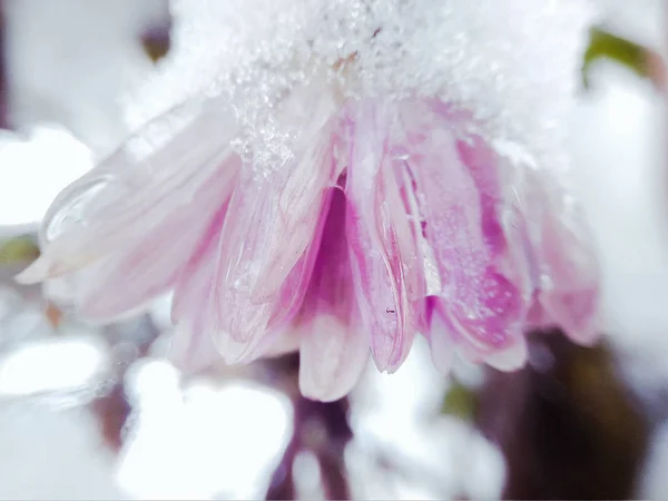 Fleur Chrysanthème Avec Neige Ise — Photo