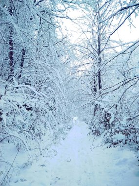 Kış soğuk günde orman insanlar olmadan