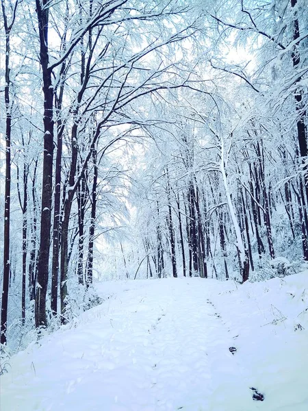 Winter Cold Day Forest People — Stock Photo, Image