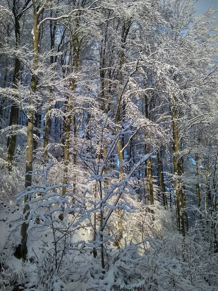 Giornata Fredda Invernale Nella Foresta Senza Persone — Foto Stock