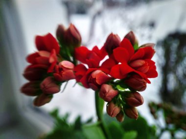 Aranjmani Ev bitkisi, kırmızı çiçek yakından