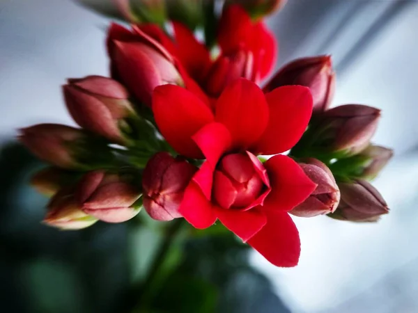 Kalanchoe Plante Maison Gros Plan Fleur Rouge — Photo