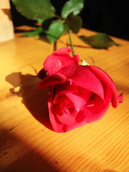 Beautiful Rose Close Valentine Day Mother Day — стоковое фото