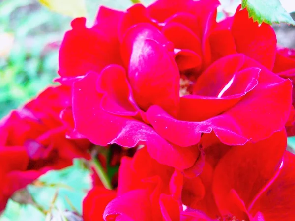 Beautiful Rose Close Valentine Day Mother Day — Stock Photo, Image