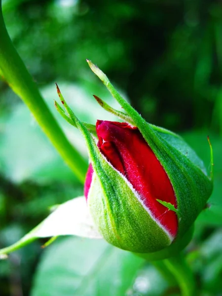 Όμορφο Τριαντάφυλλο Κοντά Μέχρι Την Ημέρα Του Αγίου Βαλεντίνου Ημέρα — Φωτογραφία Αρχείου