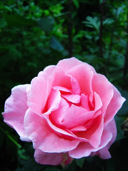 Rosa rosa in foglie verdi da vicino — Foto Stock