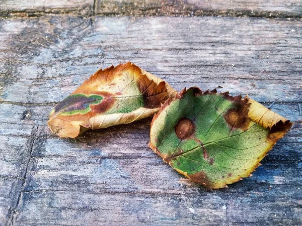 Las Hojas Secas Del Jardín Moras Tablero Cerca —  Fotos de Stock