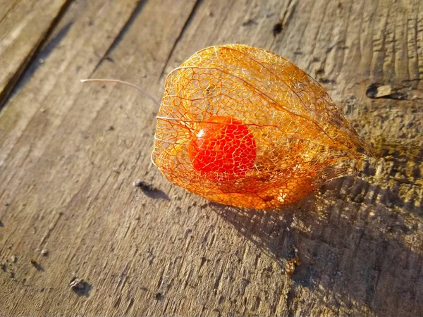 Physalis seco con una baya roja dentro en la salida del sol —  Fotos de Stock