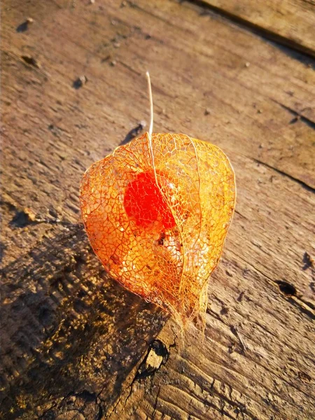 Physalis seco con una baya roja dentro en la salida del sol —  Fotos de Stock