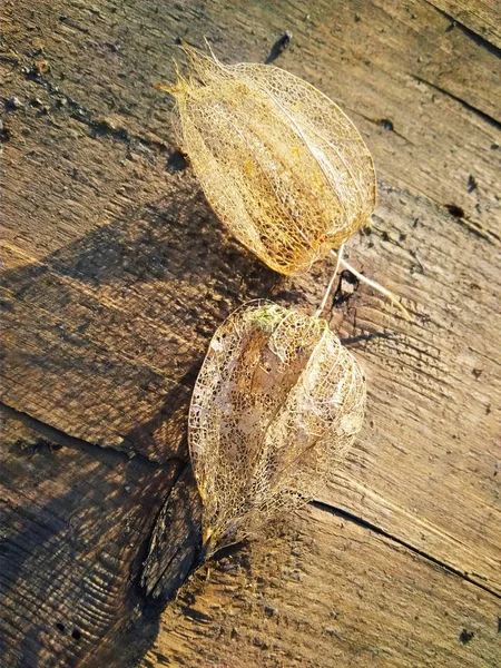 Physalis seco con una baya roja dentro en la salida del sol —  Fotos de Stock