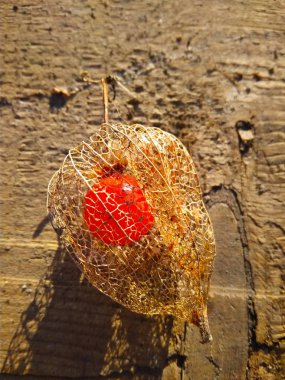 Güneşin doğuşunu içinde kırmızı bir berry ile kuru Physalis