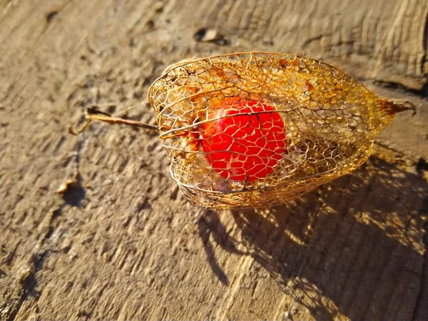 Physalis sec avec une baie rouge à l'intérieur au lever du soleil — Photo