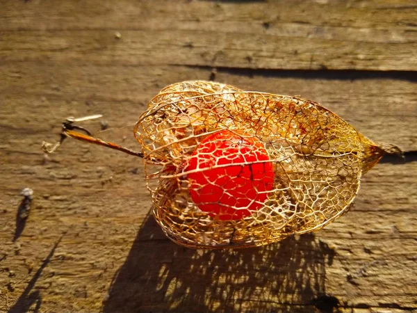 Physalis seco con una baya roja dentro en la salida del sol —  Fotos de Stock