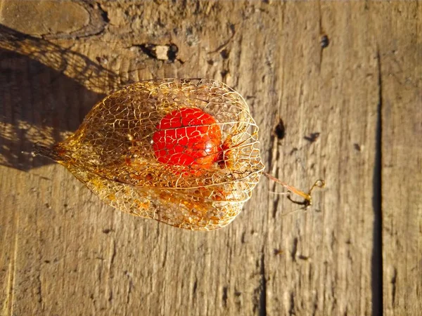Physalis seco con una baya roja dentro en la salida del sol —  Fotos de Stock