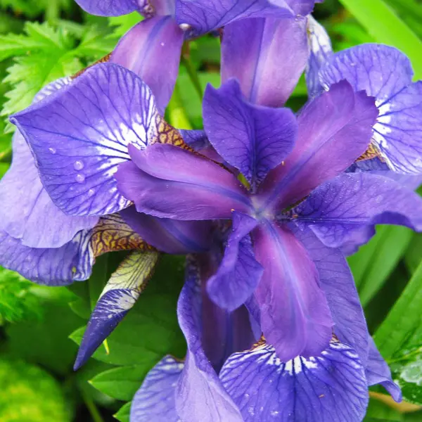 Vårblomster vakre, blå iriser i hagen – stockfoto
