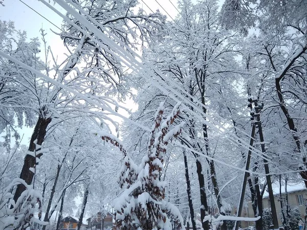 Красивий зимовий день у засніженому парку — стокове фото