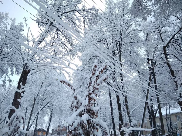 Прекрасный зимний день в снежном парке — стоковое фото