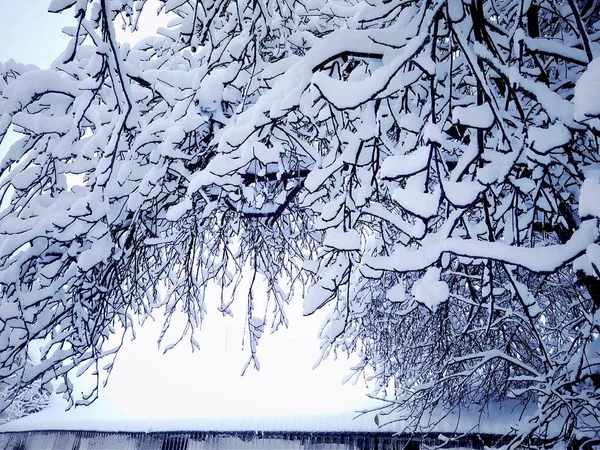 Hermoso día de invierno en un parque cubierto de nieve — Foto de Stock