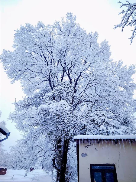 Vackra vinterdag i en snöig park — Stockfoto