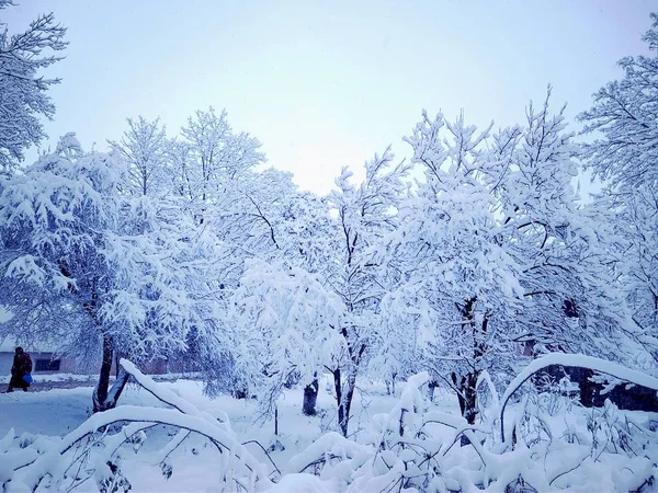 Hermoso día de invierno en un parque cubierto de nieve — Foto de Stock