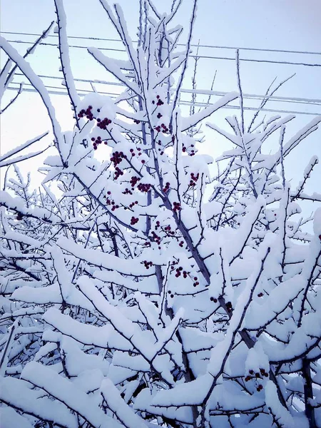 Прекрасный зимний день в снежном парке — стоковое фото