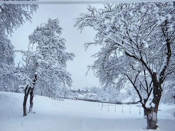 아름 다운 겨울 날 눈 덮인 공원에서 — 스톡 사진