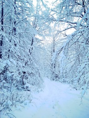 Güzel güneşli kış manzara orman