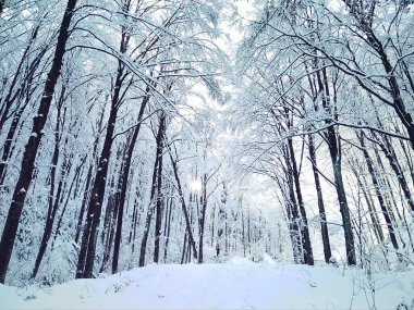Güzel güneşli kış manzara orman