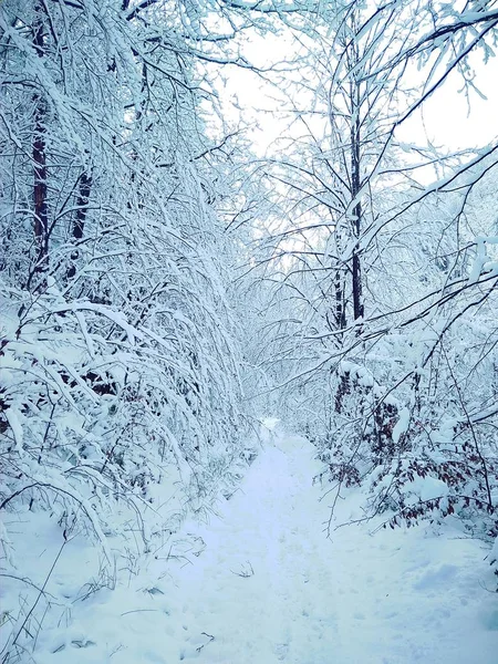 Güzel güneşli kış manzara orman