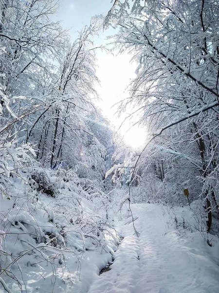 Gyönyörű napsütéses téli táj az erdő — Stock Fotó