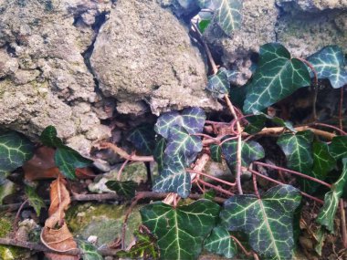 Güzel herdem yeşil sarmaşık çit doku