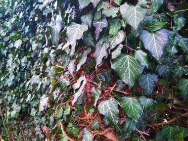 Güzel herdem yeşil sarmaşık çit doku