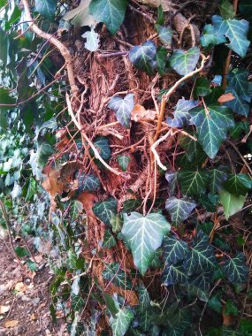 Güzel herdem yeşil sarmaşık çit doku